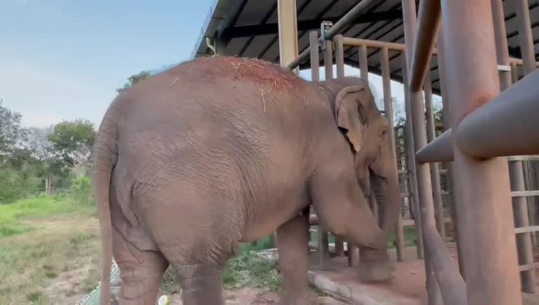 Pocha vivió los últimos cinco meses en el santuario de Mato Grosso