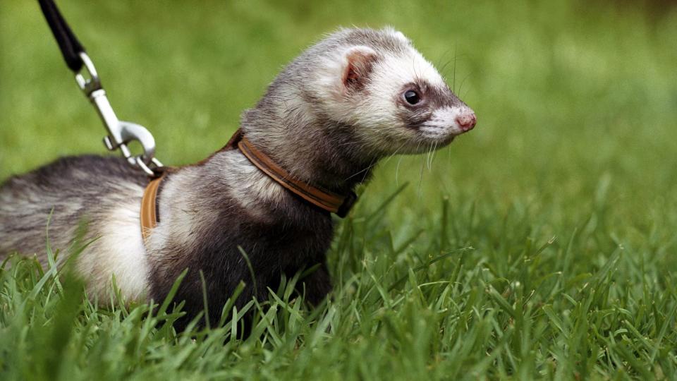 Ferret