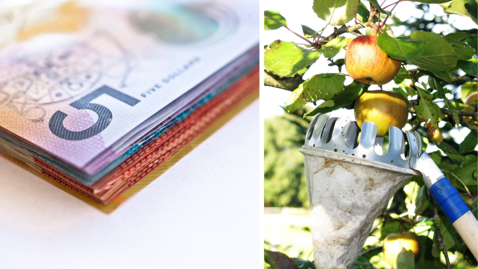 Stack of Australian cash notes. Close image of fruit picker picking apples using device and sack. 