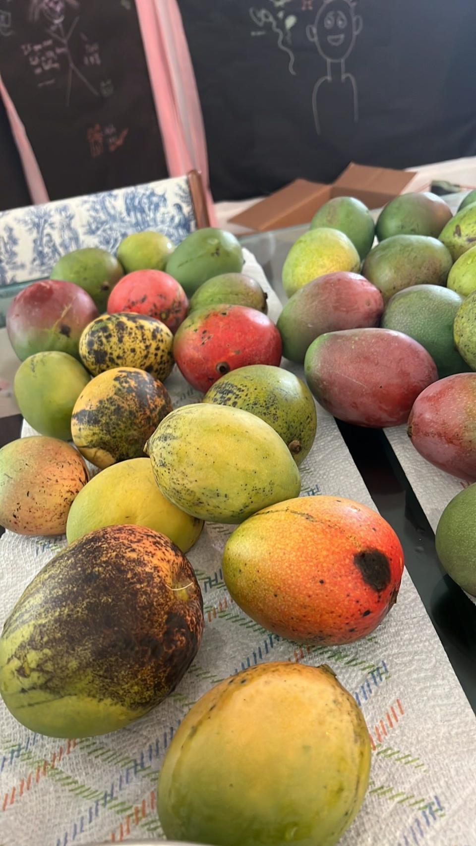 One of Jessie Wang's mango hauls, which often were a combination of gifts and the bounty from the tree of friends that her family had been given the OK to reap.