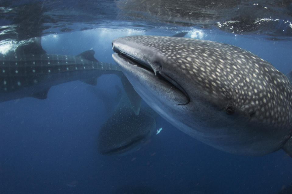 Whale sharks swim as divers take photos. (Photo: Mauricio Handler/ Handlerphoto.com/solent)