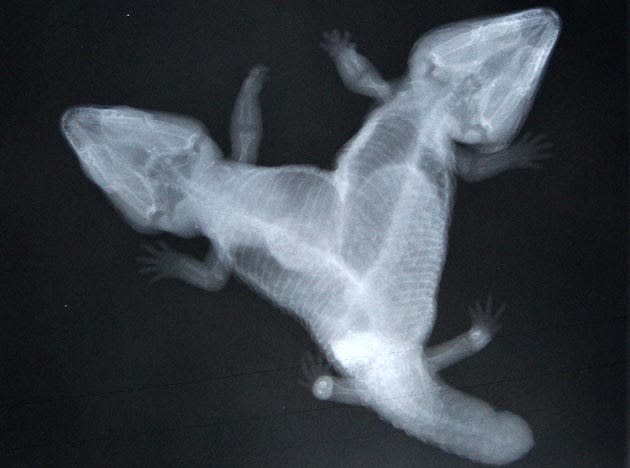 An x-ray of a rescued two headed bobtail, a type of skink, at the Henley Brook Reptile Park on April 22, 2010 in Perth, Australia.