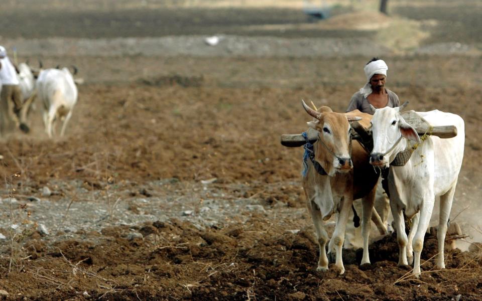 Part of Mukherjee's new novel is set in a rural Indian village