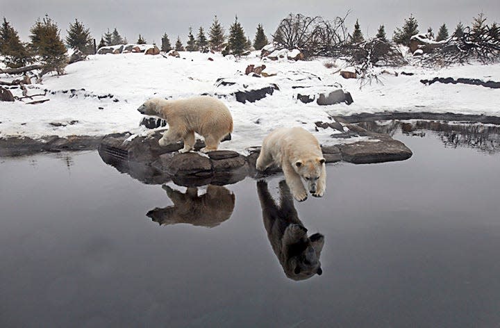 Polar bear sisters Anana, left, and Aurora prepare to take the plunge at the Columbus Zoo and Aquarium in January.