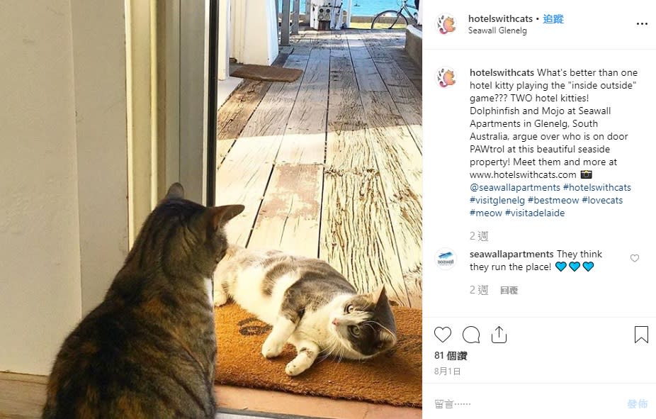 位於南澳格雷爾海岸的Seawall Apartments有二隻可愛的貓咪。海灘和喵星人，有什麼比這更令人放鬆的？（圖／IG@hotelswithcats ）