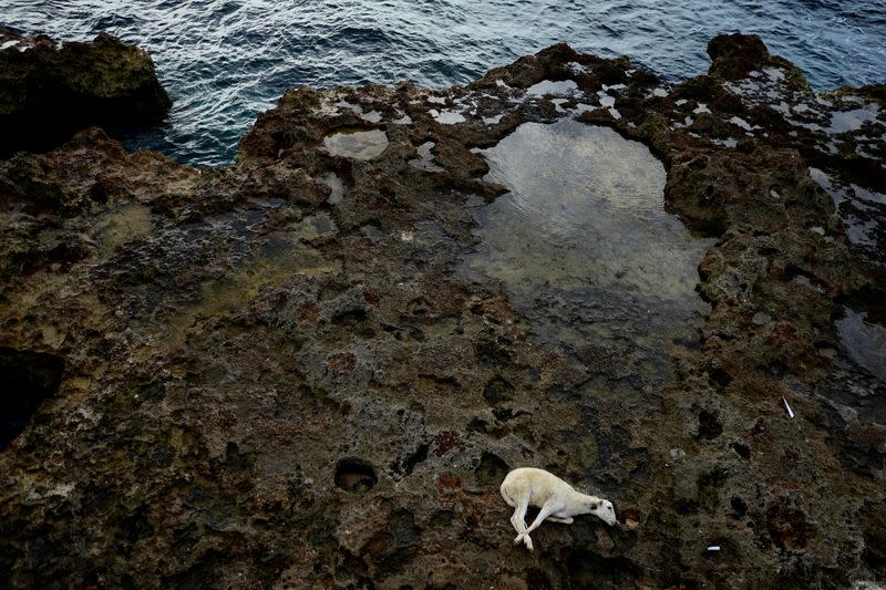 FILE PHOTO: A goat lies on the seafront before being sacrificed by followers of Afro-Cuban Santeria religion in Havana