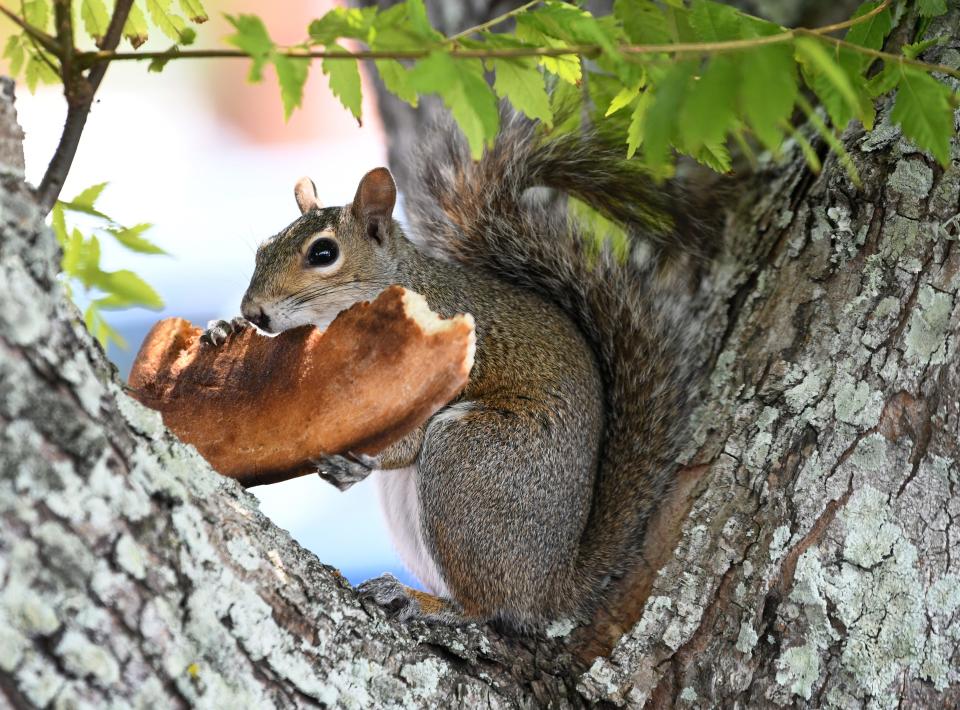 A pizza loving squirrel munches on a slice in Florida.