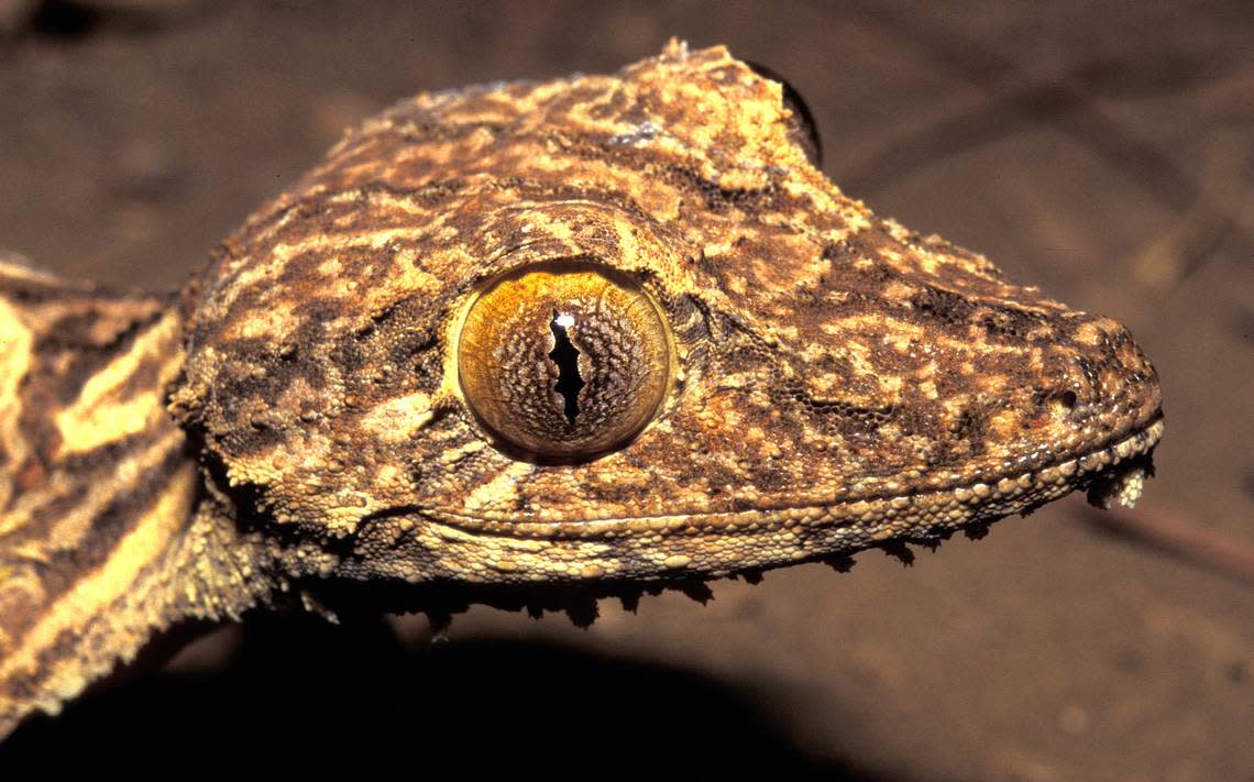 The distinct eyes of an Uroplatus garamaso, or shiny-eyed leaf-tailed gecko, seen up close.