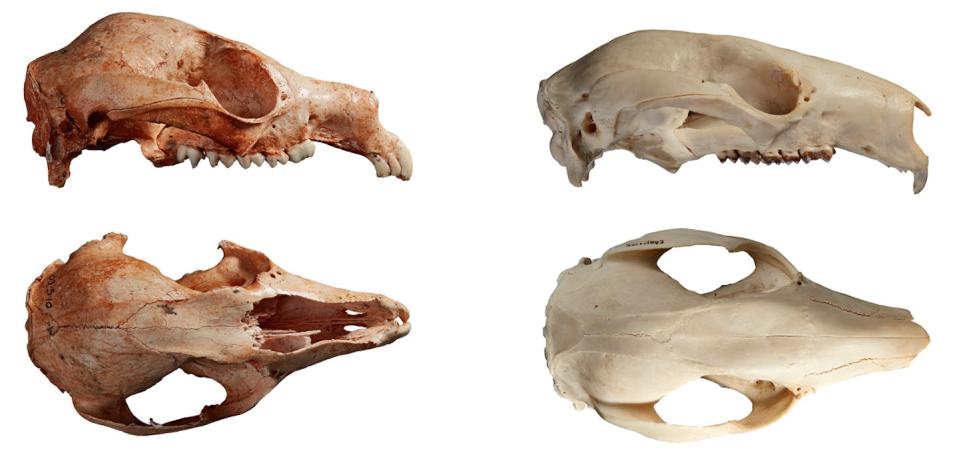 Skull of the extinct <em>Bohra illuminata</em> alongside that of a modern tree-kangaroo (scaled to same length). Author provided