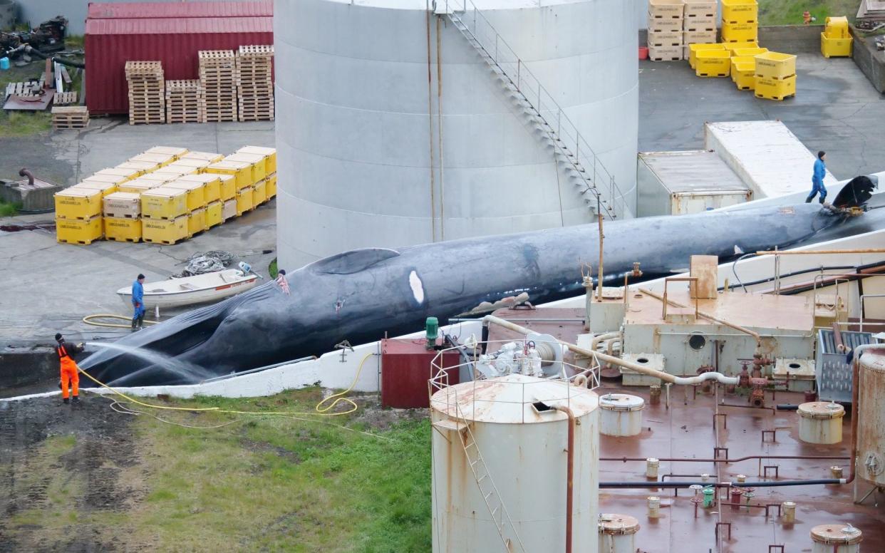 An Icelandic whaling company has been accused of killing an endangered blue whale, the first in 40 years  - Hard to Port International