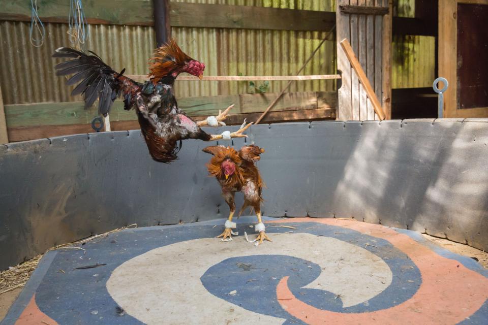 Cockfighting commonly involves fitting the birds' legs with razor attachments that intensify the bloodshed. The fight ends when one gamecock dies or stops fighting, but it’s common for both birds to die after a fight.