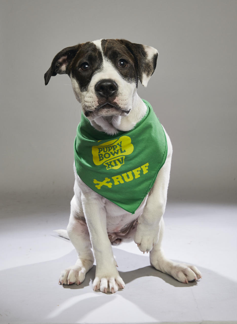 <p>Team: Ruff<br> From: Animal Refuge League<br> (Photo: Animal Planet) </p>