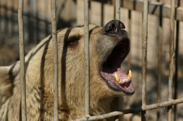 Lula stands in its cage before receiving treatment from members of the international animal welfare charity "Four Paws" at the Muntazah al-Nour zoo in eastern Mosul on February 21, 2017