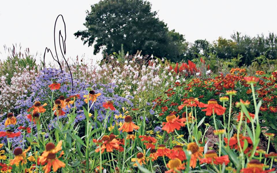 Perennial beds two years after planting; vibrant end-of-summer rudbeckias and blue asters - Andrew Crowley