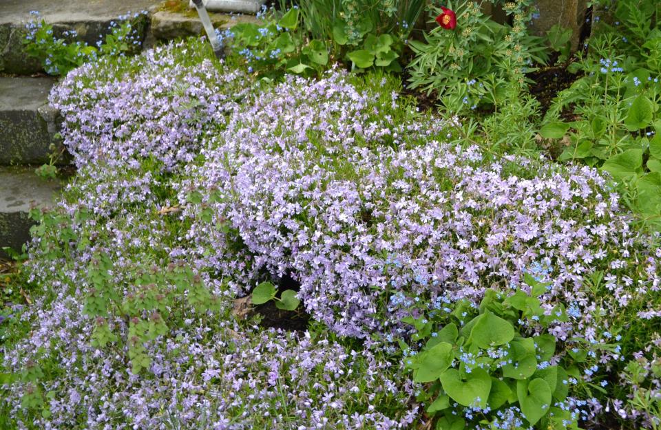 Creeping phlox is one type of common ground cover that can be used in flower beds to help control weeds.