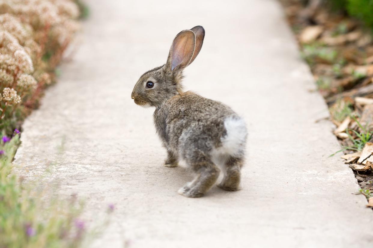 rabbit walking on concrete