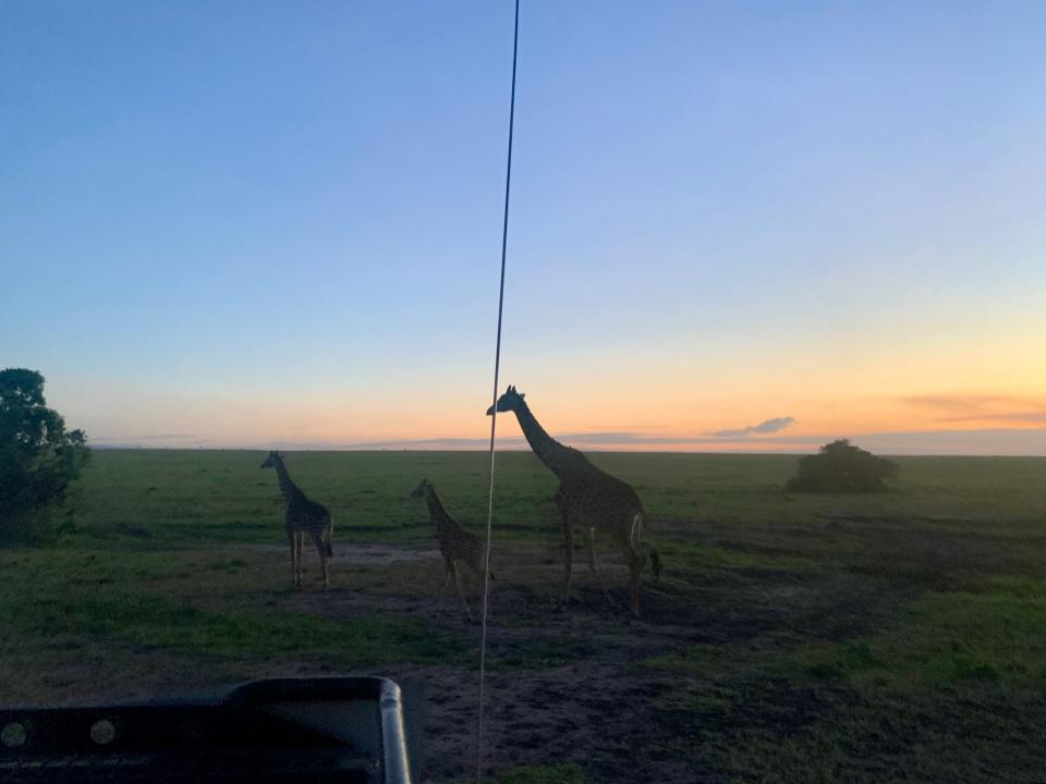 Three giraffes walk in a grassy area at sunset.