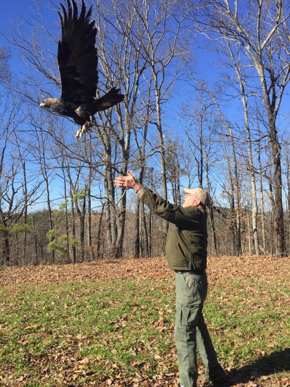 In this photo provided by the Alabama Department of Conservation and Natural Resources, biologist Jeff Makemson releases a female golden eagle dubbed Elliot creek after she was fitted wtih a cellular tracking tag in February 2017 at the Oakmulgee Wildlife Management Area. An estimated 5,000 golden eagles winter in the eastern U.S. after spending the breeding season in eastern Canada. The last data received from this eagle's tag showed her near Lake Superior in Ontario in November 2018. (Drew Tincher/Alabama Department of Conservation and Natural Resources)