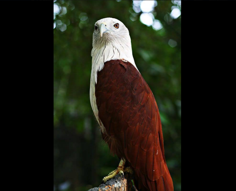 The brahminy kite is a protected species under the Wildlife Conservation Act 2010, and anyone in possession of the eagle can be fined up to RM100,000, jailed up to three years, or both. — Picture via Facebook