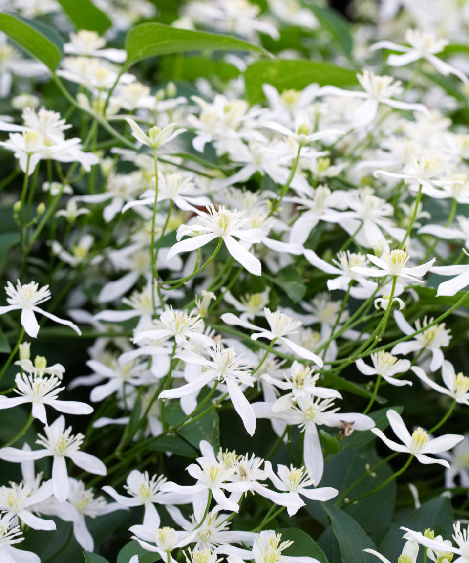 white flowers of clematis terniflora