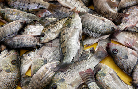 Fish is seen at the market of Egypt's Nile Delta village of El Shakhluba, in the province of Kafr el-Sheikh, Egypt May 5, 2019. Picture taken May 5, 2019. REUTERS/Hayam Adel