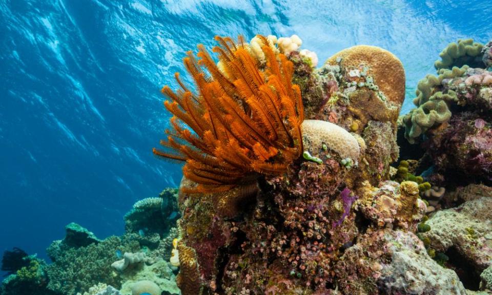 Reef Top, Great Barrier Reef, Australia