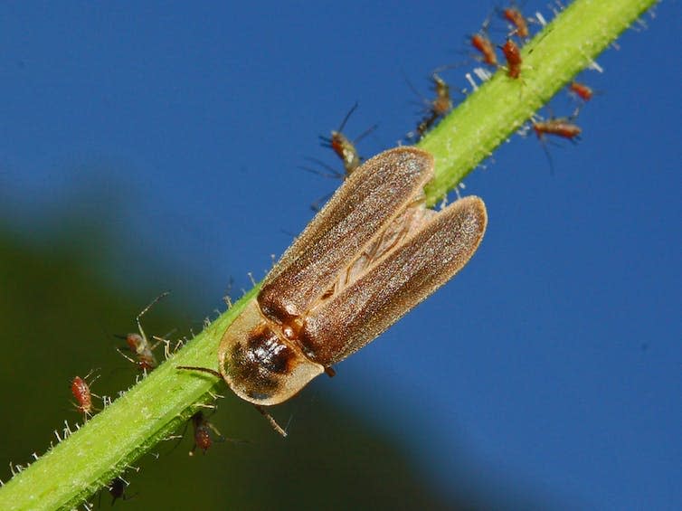 A beetle on the stem of a plant.