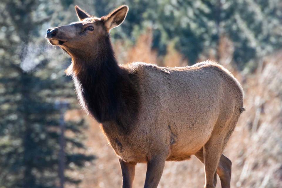 <p>Getty</p> Cow Elk in Colorado