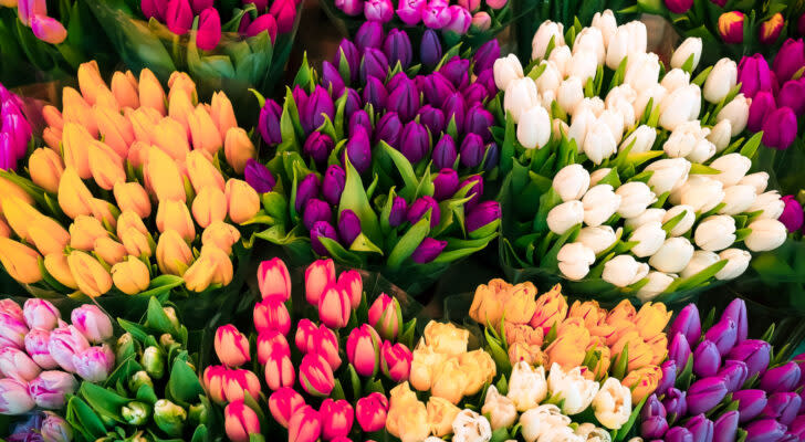 Tulip flowers of various colors, symbolizing 1-800-Flowers.com (FLWS)