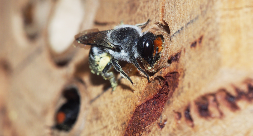 Close up of a native bee.