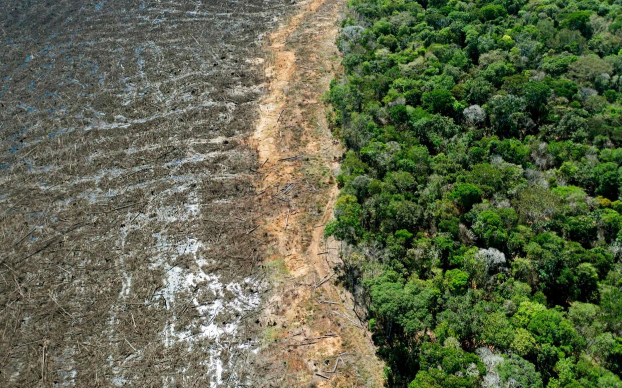 A deforested area close to Sinop, Mato Grosso State, photographed in August 2020 - FLORIAN PLAUCHEUR /AFP 
