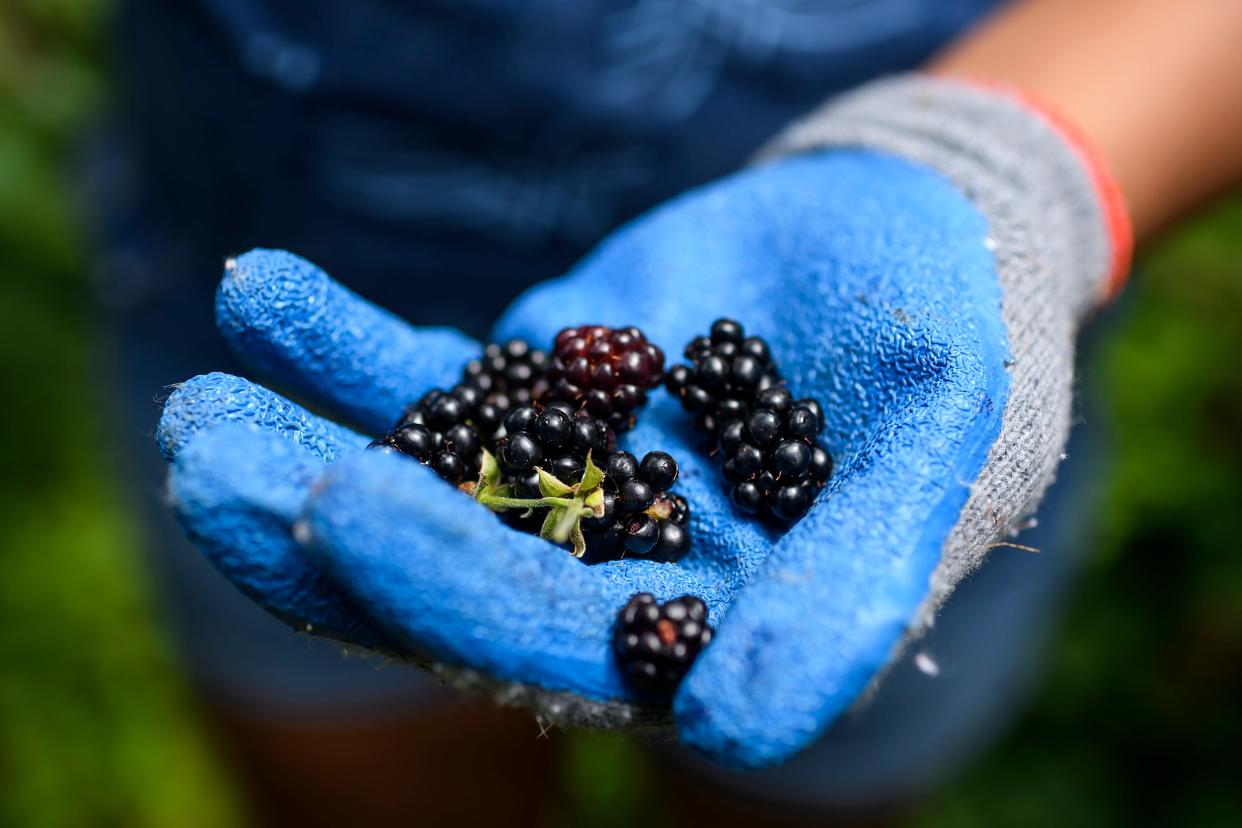 The Patchwork Central Pancake Extravaganza helps fund the center's programming for neighborhood youth - such as the the garden, with blackberries shown here from 2019.