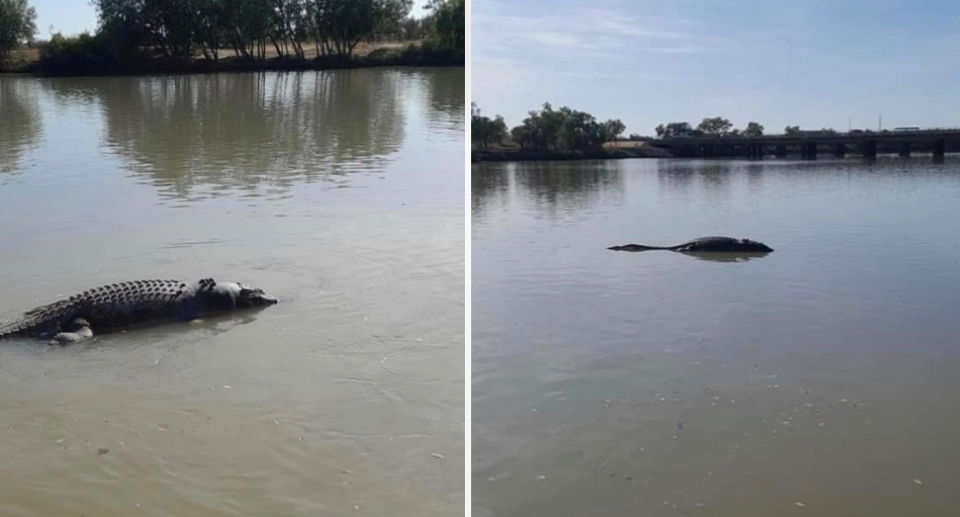 A dead crocodile is seen on the side of a riverbank in Queensland's north. 