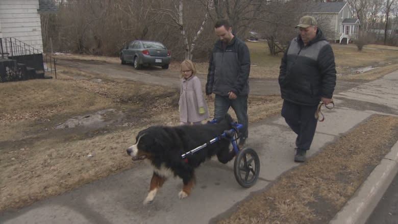 'He's back to Mac now': Dog's new wheelchair gives family hope paralyzed pet could walk again