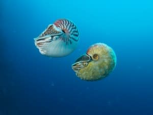 Nautilus pompilius (left) swimming next to a rare Allonautilus scrobiculatus (right) off of Ndrova Island in Papua New Guinea.