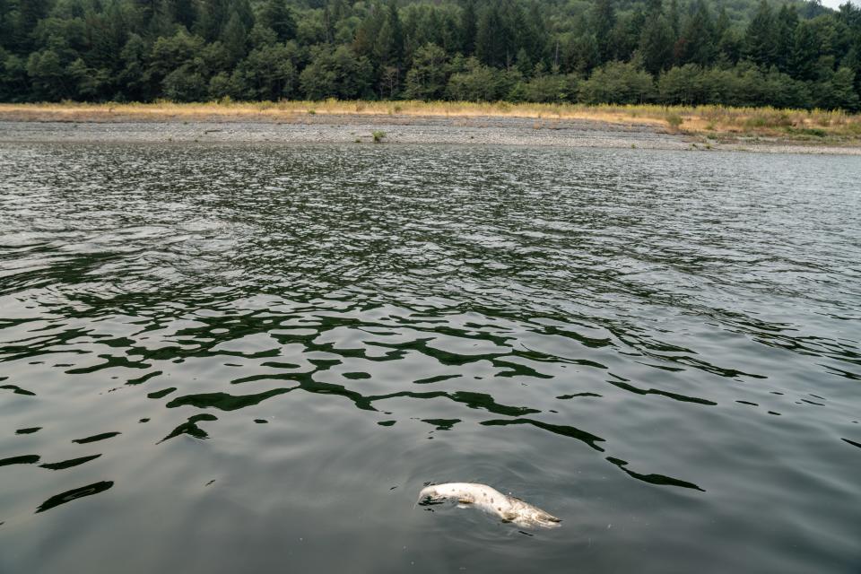 While the dams brought electricity to Siskiyou County and other parts of Northern California, they also cut off access to salmon and steelhead spawning grounds.