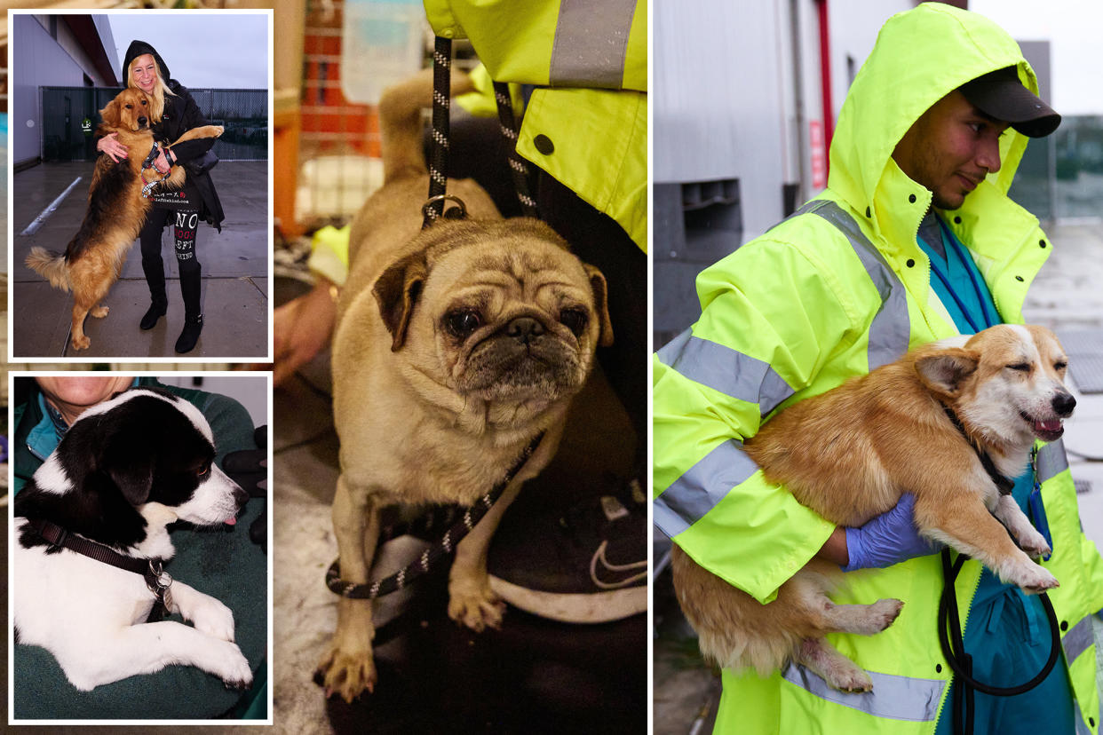 A New York-based rescue group saved about 50 dogs and cats from slaughter in China.