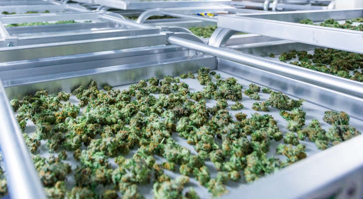 30 Marijuana Stocks to Buy as the Future Turns Green