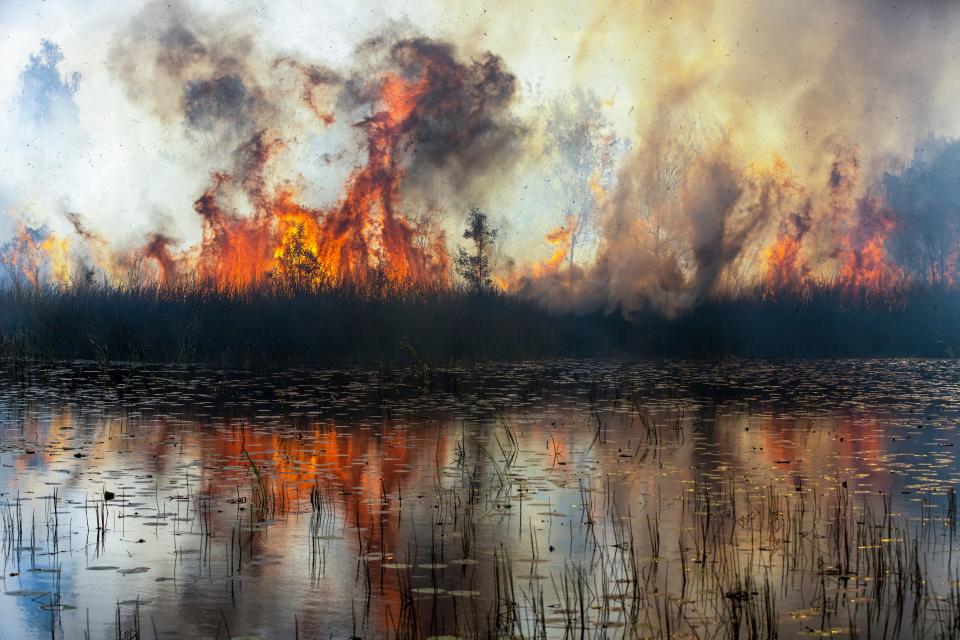 Flames on K'gari (Fraser Island), Queensland, Australia.