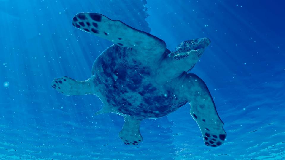 <p> There&apos;s nothing particularly strange about the sea turtles we see today, but what if they were bigger &#x2014; like, much bigger? That would be a little odd, right? Turn back the clock 65 million years, and the ocean featured 15-foot-long (4.6 m) supersize turtles named&#xA0;<em>Archelon ischyros</em>. They would have&#xA0;dwarfed the biggest turtles alive today&#xA0;&#x2014; leatherback turtles (<em>Dermochelys coriacea</em>), which max out at around 5.9 feet (1.8 m) long. </p>