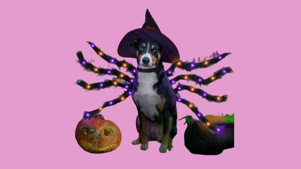 Popular Dog Costumes: Camlinbo Spider Dog Costume