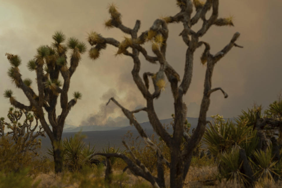 The York Fire is seen through Joshua trees on Sunday, July 30, 2023, in the Mojave National Preserve, Calif. Crews battled “fire whirls” in California’s Mojave National Preserve this weekend as a massive wildfire crossed into Nevada amid dangerously high temperatures and raging winds. (AP Photo/Ty O'Neil)