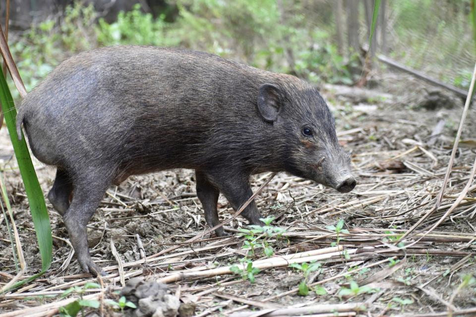 Pygmy hogs have been put under a virus lockdown (AP)