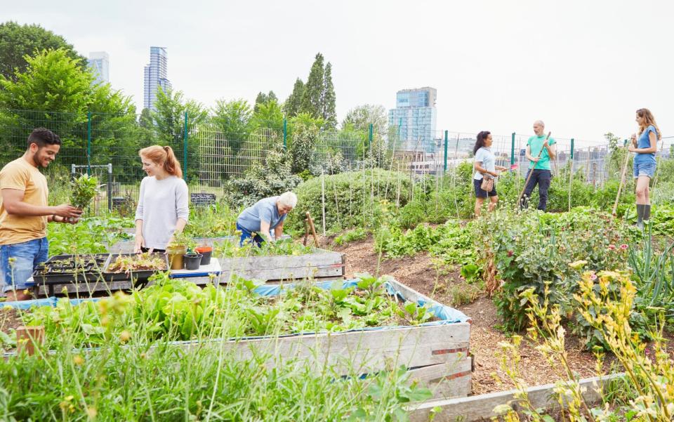 From early August, National Allotment Week will showcase the best allotments in the UK - Getty Images 