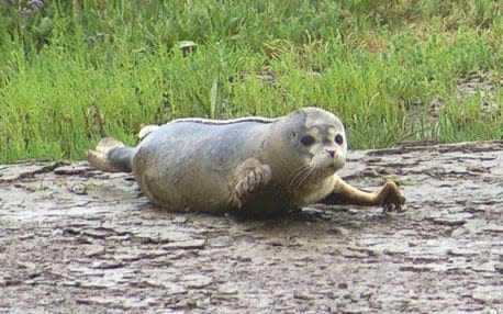 Experts have counted over 100 seal pups on the river’s shores.  - ZSL