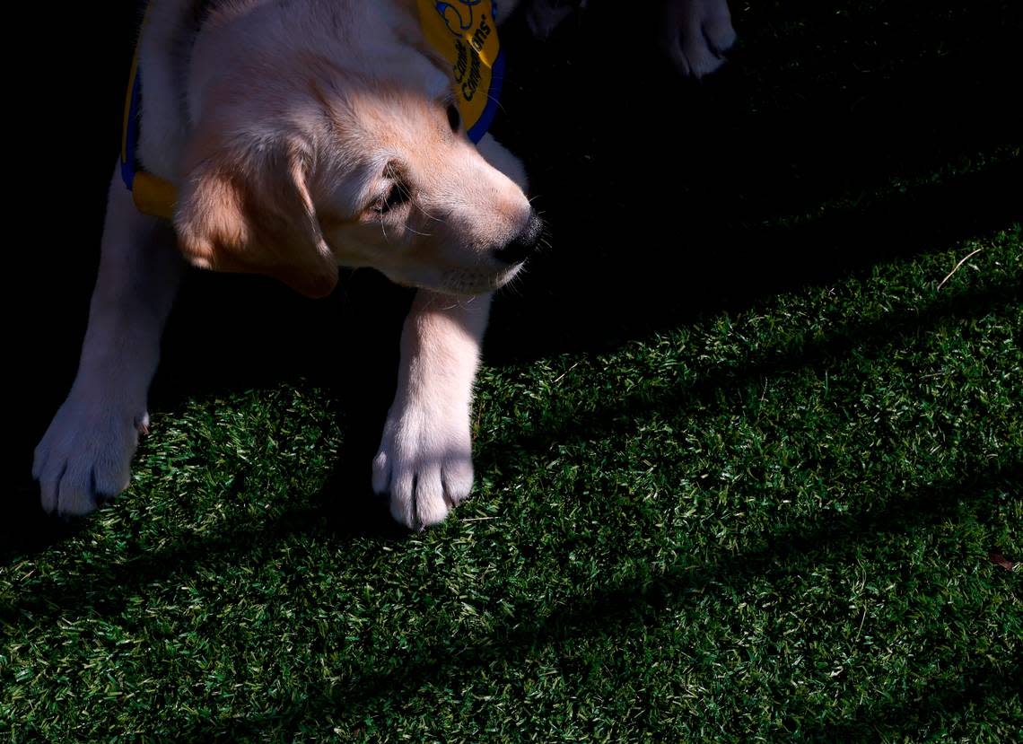 Maestro, a two-month-old Labrador and Golden Retriever mix puppy, sits in the puppy park at Duke Puppy Kindergarten on Thursday, Sept. 22, 2022, in Durham, N.C. The Duke Puppy Kindergarten studies how different rearing methods affect the traits of assistance dogs.