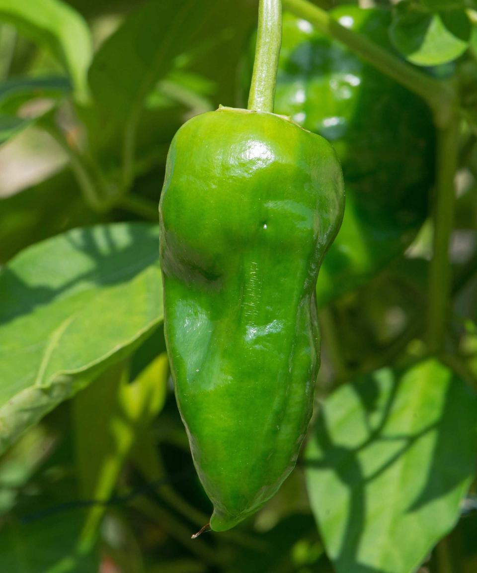 Padron pepper (Capsicum annuum)