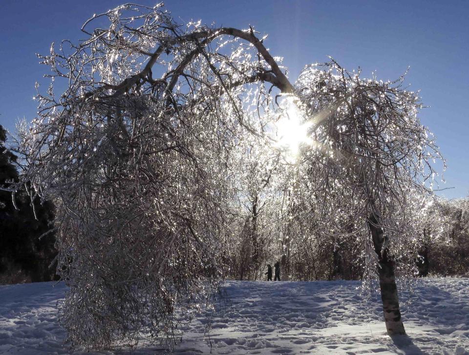 An ice encrusted tree glistens in the sun in Earl Bales Park following an ice storm in Toronto