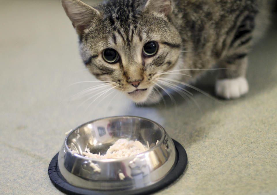 A stock image of cat eating food out of a metal bowl.