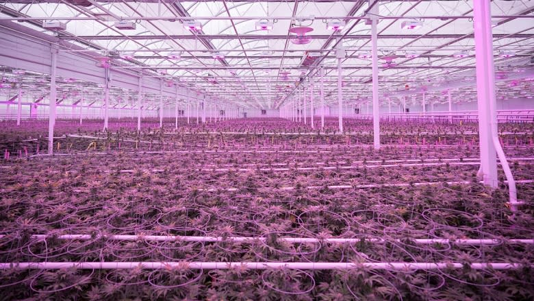 Cannabis growers get creative to ease power demands of pot